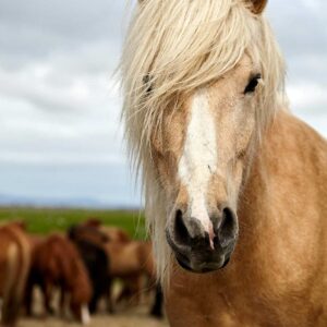 Iceland, icelandic horse in Stokkseyri region