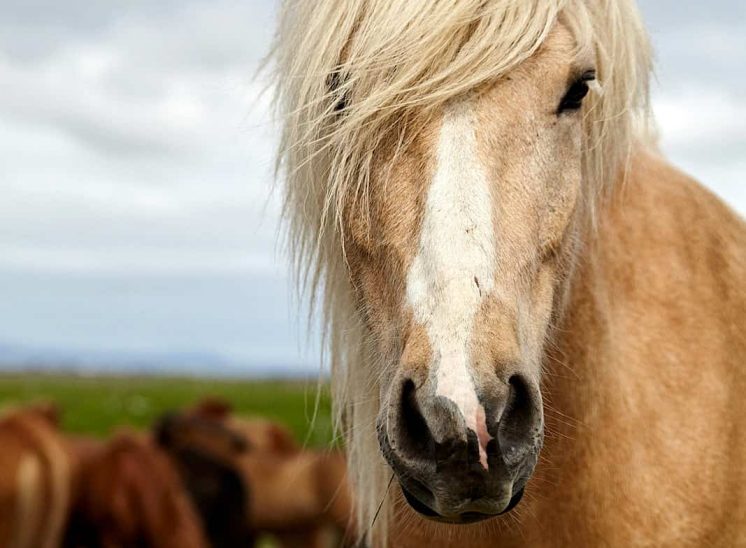 Islândia, retrato de um cavalo Islandês na região de Stokkseyri