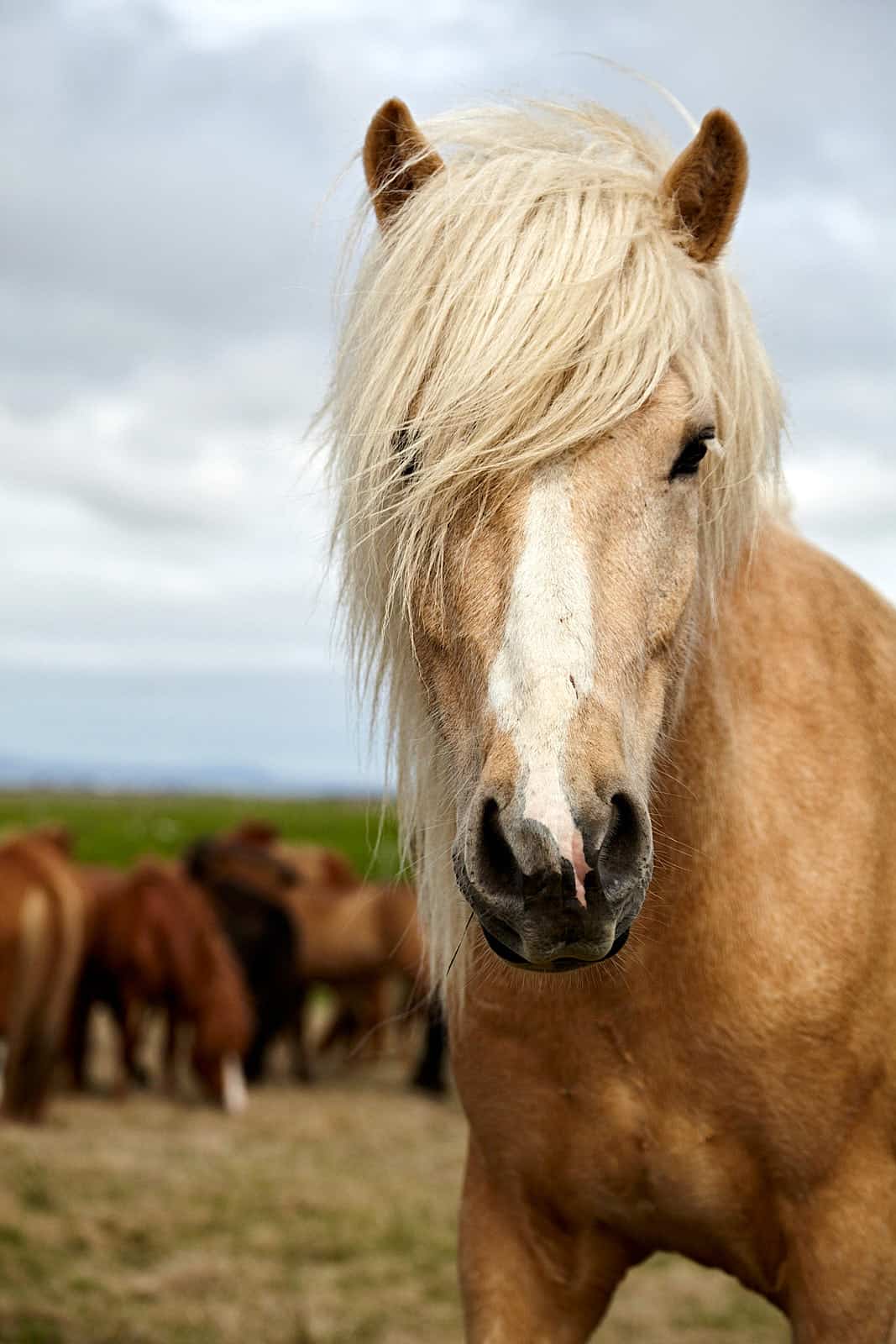 Islândia, retrato de um cavalo Islandês na região de Stokkseyri