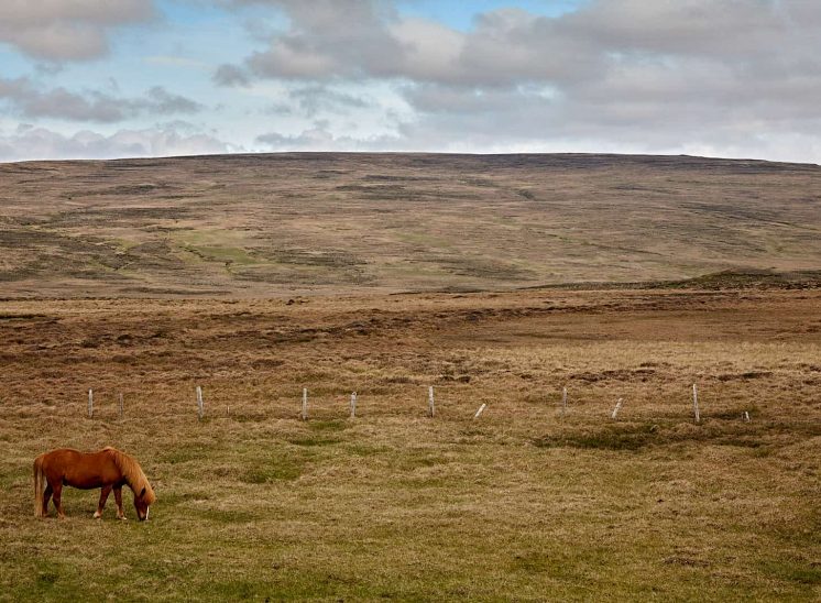 Islândia, cavalo islandês a pastar perto da estrada nr. 59