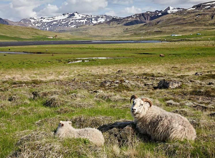 Islândia, carneiros num belo e verde vale