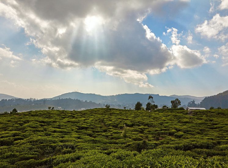 Sri Lanka, grande plantação de chá na região de Nuwara Eliya