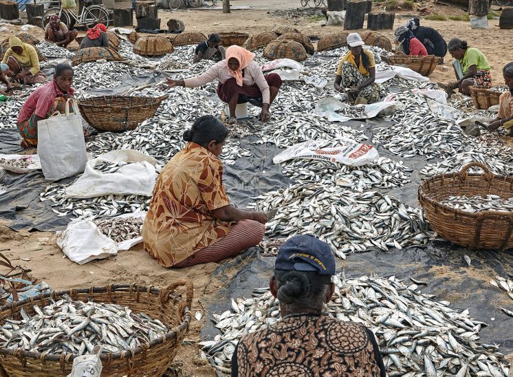 Sri Lanka, senhoras a preparar o peixe para secar junto a uma praia de Negombo