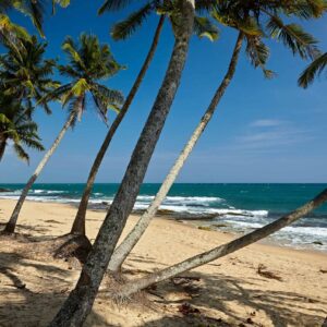 Sri Lanka, palmeiras na praia de Mirissa