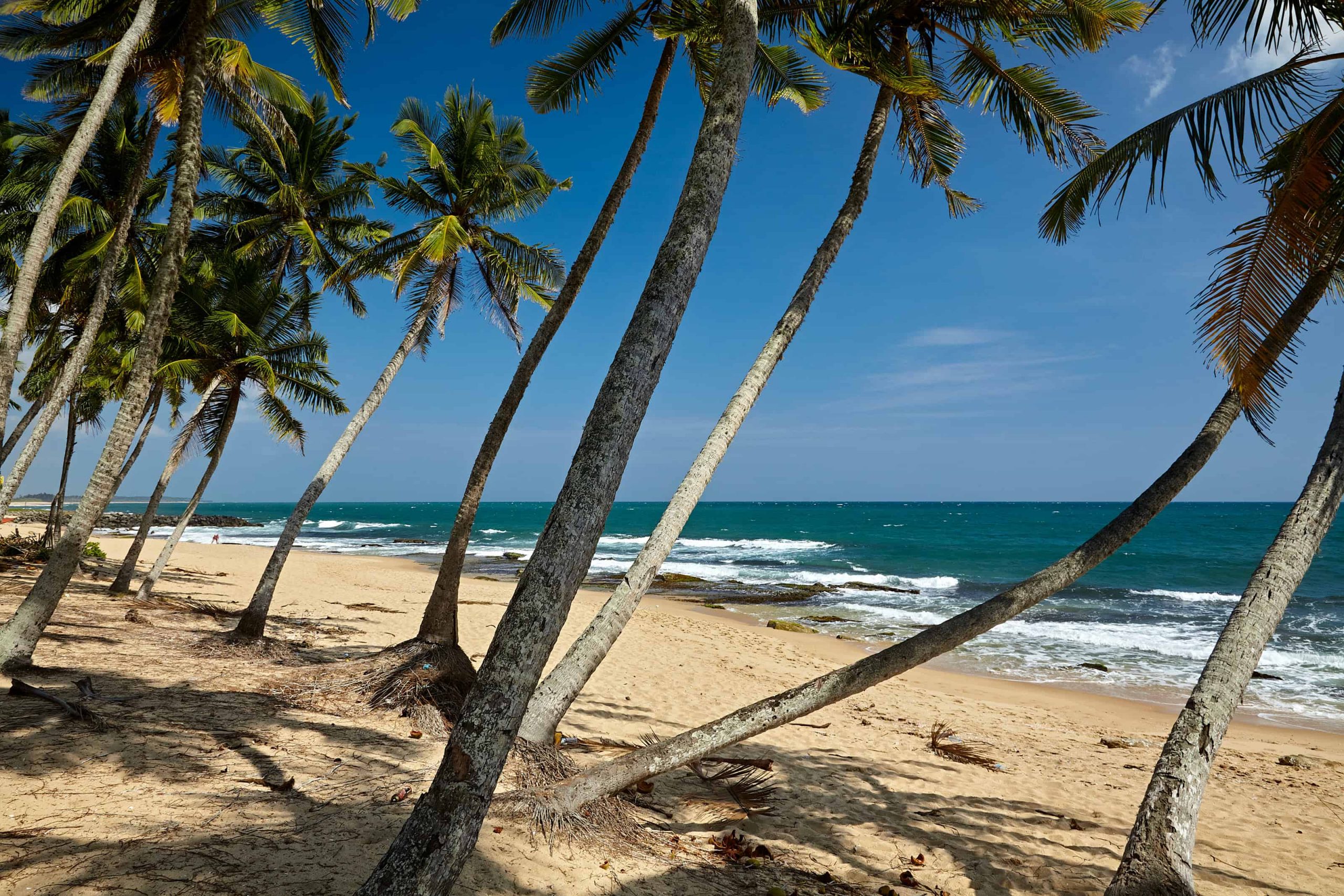 Sri Lanka, palmeiras na praia de Mirissa