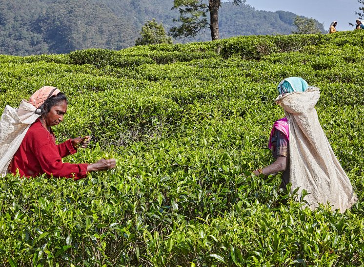 Sri Lanka, várias mulheres na apanha de chá