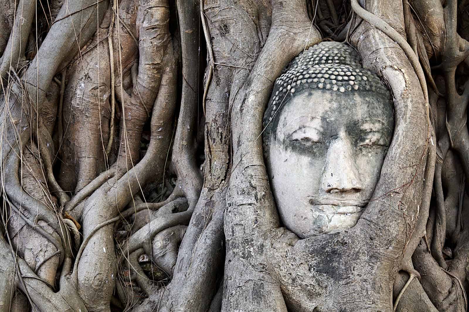 Tailândia, cabeça de Buda entrelaçada nas raízes de uma árvore de Wat Mahathat em Ayutthaya)